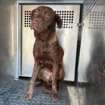 Chocolate Labrador Retriever Dogs Available for Adoption - Diva | PetCurious
