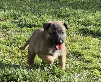 German Shepherd Dog and Belgian Shepherd Malinois Dogs Available for Adoption in Los Angeles, California - Abby | PetCurious
