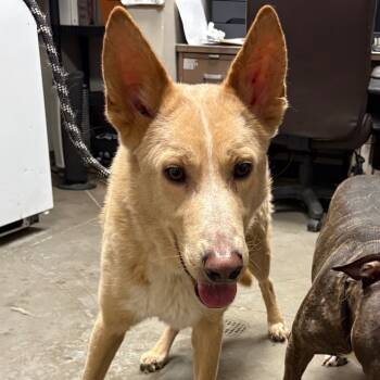 Rescue German Shepherd Dog Dogs for Adoption in Yuma, Arizona - Mark | PetCurious