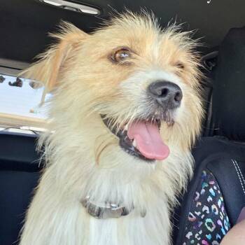 Wally -  Mixed Breed Dog for Adoption in Otisfield, Maine - Wally | PetCurious