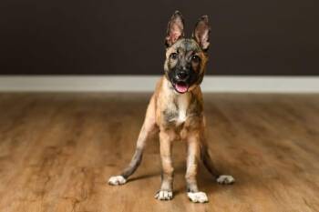 Rescue Belgian Shepherd Malinois Dogs for Adoption in Grove City, Ohio - Fiesta | PetCurious
