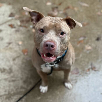 Rescue American Staffordshire Terrier Dogs for Adoption in Grand Rapids, Michigan - Stu | PetCurious