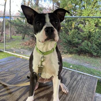 Rescue Pit Bull Terrier Dogs for Adoption in Eatontown, New Jersey - Otter | PetCurious