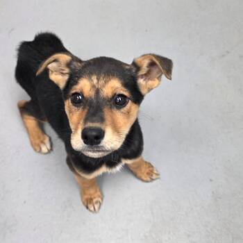 Mixed Breed Dogs Available for Adoption - Hadley | PetCurious