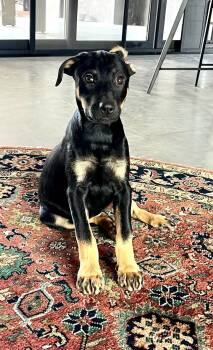 Sabrina -  Rottweiler Dog for Adoption in Rollingwood, Texas - Sabrina | PetCurious