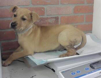 Labrador Retriever and Mixed Breed Dogs Available for Adoption - ARLO | PetCurious