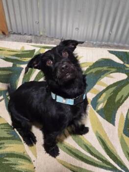 Grover -  Mixed Breed Dog for Adoption in Point Pleasant, West Virginia - Grover | PetCurious