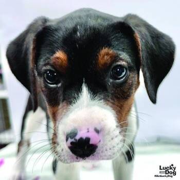 Beagle Dogs Available for Adoption in Washington, District Of Columbia - Baby Spice | PetCurious