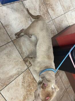 Snuffle -  Mixed Breed Dog for Adoption in Cincinnati, Ohio - Snuffle | PetCurious