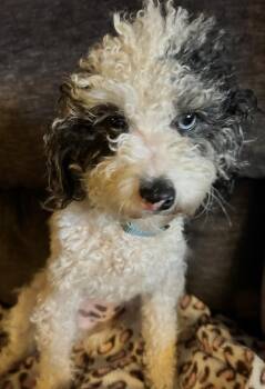 Poodle Dogs Available for Adoption in Harrison City, Pennsylvania - Charm | PetCurious