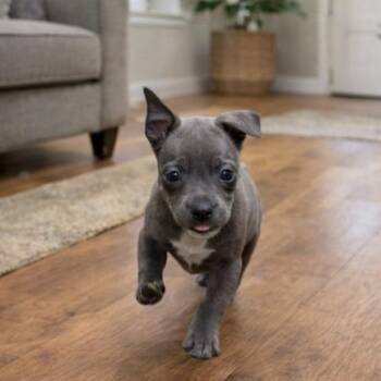 Rat Terrier and Mixed Breed Dogs Available for Adoption in Baton Rouge, Louisiana - Alexander | PetCurious