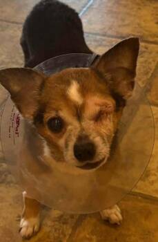 Frankie **Courtesy Post* -  Chihuahua Dog for Adoption in Elmsford, New York - Frankie **Courtesy Post* | PetCurious