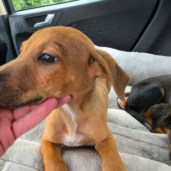 Cody -  German Shepherd Dog and Mixed Breed Dog for Adoption in Overland Park, Kansas - Cody | PetCurious
