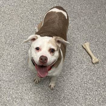 Lucas -  Mixed Breed Dog for Adoption in Enfield, New Hampshire - Lucas | PetCurious
