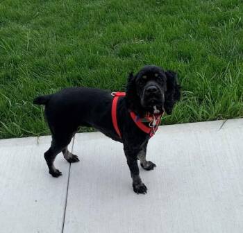 Maisie/ in Pioneer, Ohio -  Cocker Spaniel Dog for Adoption in Kannapolis, North Carolina - Maisie/ In Pioneer, Ohio | PetCurious