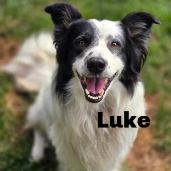 Luke 260670 -  Border Collie and Mixed Breed Dog for Adoption in Gladstone, Michigan - Luke 260670 | PetCurious