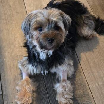 Brooklyn -  Yorkshire Terrier Dog for Adoption in Brockport, New York - Brooklyn | PetCurious