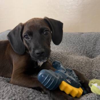 Mixed Breed Dogs Available for Adoption in Tonopah, Arizona - Dove | PetCurious