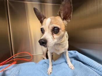 ELEANOR -  Chihuahua Dog for Adoption in Tustin, California - ELEANOR | PetCurious