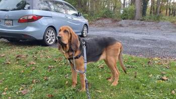 Copper -  Bloodhound Dog for Adoption in Silver Spring, Maryland - Copper | PetCurious