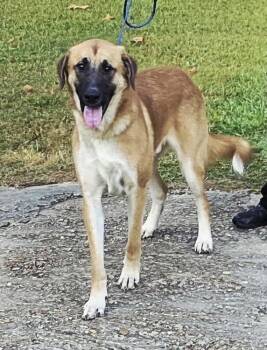 Rescue Shepherd Dogs for Adoption in Syracuse, New York - Larry AKA Big Bird | PetCurious
