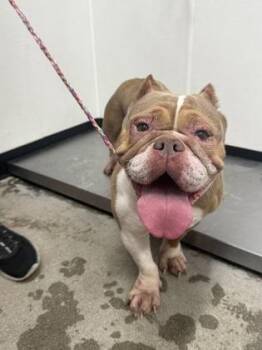 sadie -  Mixed Breed Dog for Adoption in West Chester, Pennsylvania - Sadie | PetCurious