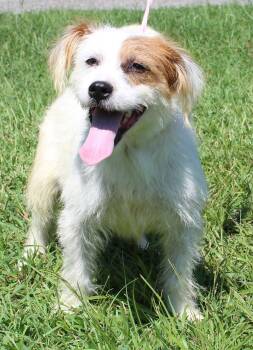 Biscuit 44283 -  Terrier Dog for Adoption in Prattville, Alabama - Biscuit 44283 | PetCurious