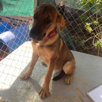 Rescue Mixed Breed Dogs for Adoption in Bend, Oregon - Georgia | PetCurious