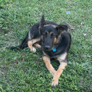 German Shepherd Dog Dogs Available for Adoption - Annabelle | PetCurious