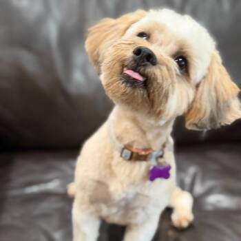 Roku -  Miniature Poodle and Lhasa Apso Dog for Adoption in Phoenix, Arizona - Roku | PetCurious