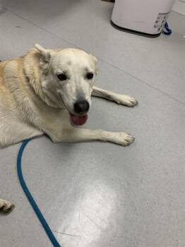 Siberian Husky and German Shepherd Dog Dogs Available for Adoption in San Jose, California - TUNDRA | PetCurious