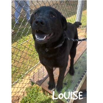 Black Labrador Retriever Dogs Available for Adoption in Greensboro, North Carolina - LOUISE | PetCurious