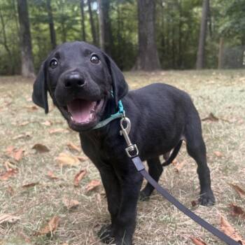 Dante -  Labrador Retriever and Mixed Breed Dog for Adoption in Cedarburg, Wisconsin - Dante | PetCurious
