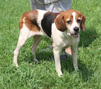 Chrissy (Photos August 8th 2026) -  Hound and Beagle Dog for Adoption in Marietta, Ohio - Chrissy (Photos August 8th 2026) | PetCurious