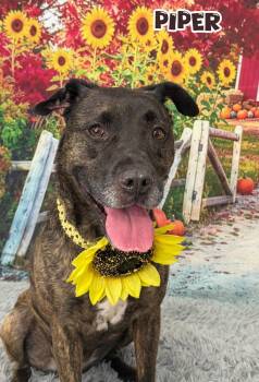Piper -  Mixed Breed Dog for Adoption in Flint, Michigan - Piper | PetCurious