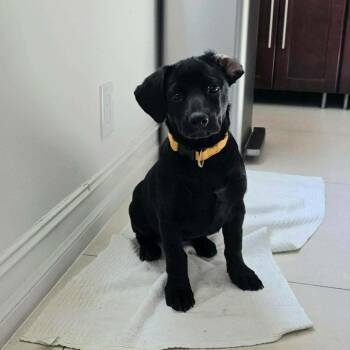 Chocolate Labrador Retriever and Mixed Breed Dogs Available for Adoption in Fort Lauderdale, Florida - Penny Bama | PetCurious