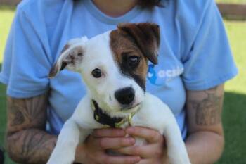 Jack Russell Terrier and Mixed Breed Dogs Available for Adoption in Chestertown, Maryland - Lisa | PetCurious
