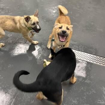 Memo -  Shepherd Dog for Adoption in Chicago, Illinois - Memo | PetCurious