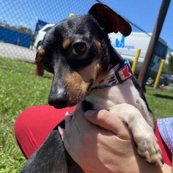 Fester -  Mixed Breed Dog for Adoption in Fletcher, North Carolina - Fester | PetCurious