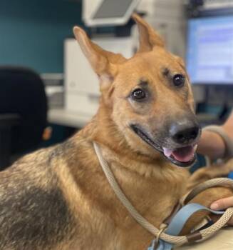 Rescue German Shepherd Dog and Mixed Breed Dogs for Adoption in Camarillo, California - ROXIE | PetCurious