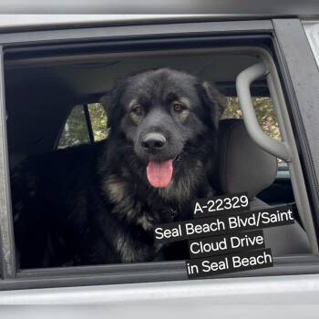 WAGS-Stray-22329 -  German Shepherd Dog Dog for Adoption in Westminster, California - WAGS-Stray-22329 | PetCurious