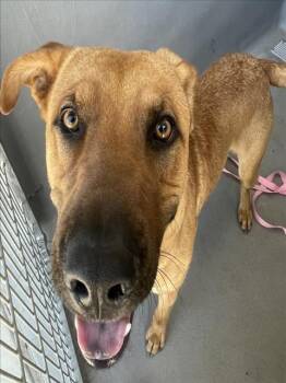 Rescue Belgian Shepherd Malinois and Labrador Retriever Dogs for Adoption in Tracy, California - BIGGS | PetCurious