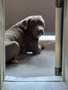 Pit Bull Terrier and Mixed Breed Dogs Available for Adoption in Albuquerque, New Mexico - BIGGIE | PetCurious