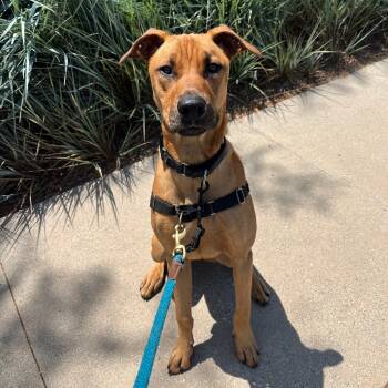 Rescue Doberman Pinscher and Mixed Breed Dogs for Adoption in Los Angeles, California - Manny | PetCurious