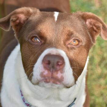 Mixed Breed Dogs Available for Adoption in Mebane, North Carolina - Mila | PetCurious