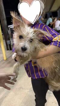 Terrier Dogs Available for Adoption in Grafton, Wisconsin - SPONSOR OR FOSTER ME - Dillon | PetCurious