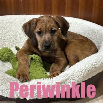 Bernadoodle and Boxer Dogs Available for Adoption - Periwinkle | PetCurious
