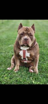 American Bulldog Dogs Available for Adoption in Lima, Ohio - Letti | PetCurious