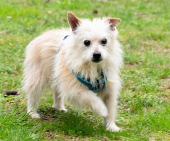 Yorkshire Terrier Dogs Available for Adoption - Jona | PetCurious