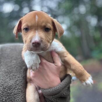 Border Collie and Pit Bull Terrier Dogs Available for Adoption in Tacoma, Washington - Eggplant | PetCurious